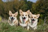 CORGI PEMBROKE 996